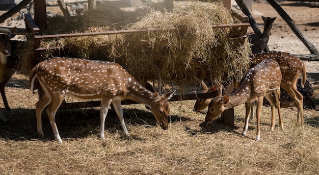 Deer grazing around in the zoo