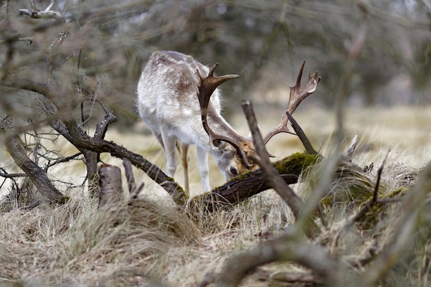 Foto cervi che pascolano sul campo nella foresta