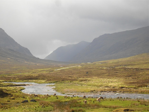 Foto cervi che pascolano in un campo nelle highlands scozzesi