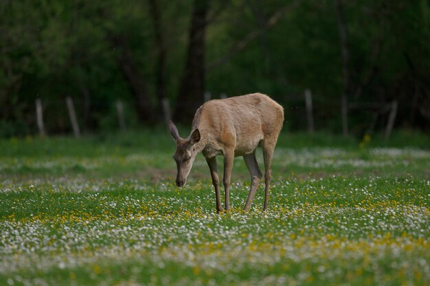 Deer grazing on field