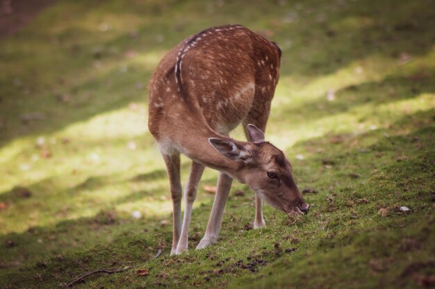 Foto cervi che pascolano in un campo