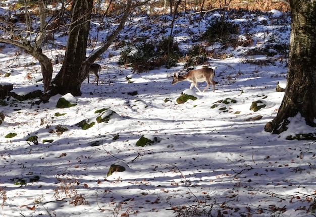 Foto cervi al pascolo in un campo innevato in mezzo alla natura