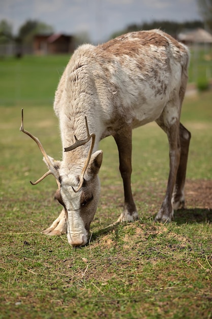 Deer grazing walks in the pasture