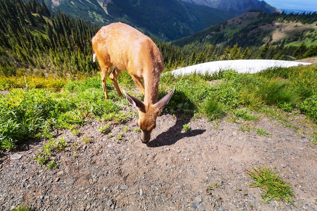 Deer in green forest, USA