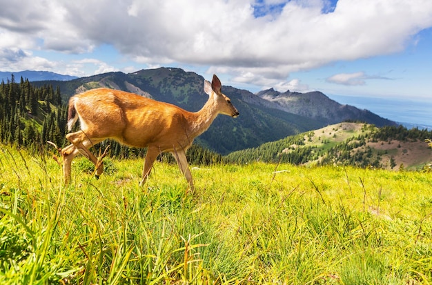 Deer in green forest, USA