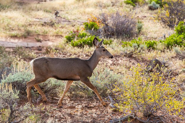 Deer in green forest, USA