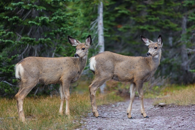 Deer in green forest, USA