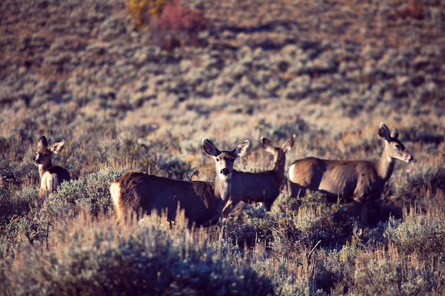 Deer in green meadow, USA