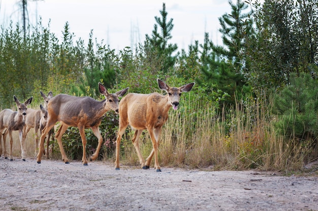 Deer in green meadow, USA