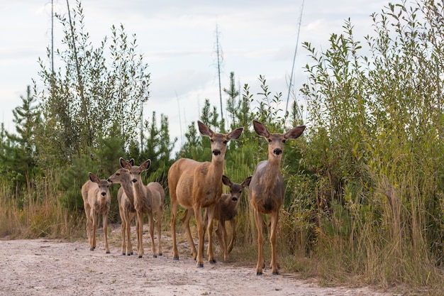 Deer in green meadow, USA