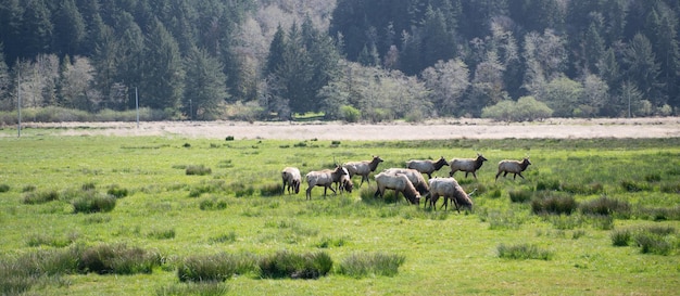 Стадо оленей пасется на ферме на зеленой траве, дикая природа.