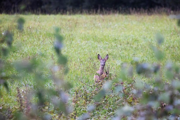 The deer hid in the bushes in the meadow