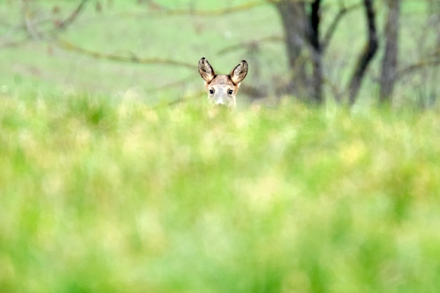 Deer hiding behind the grass