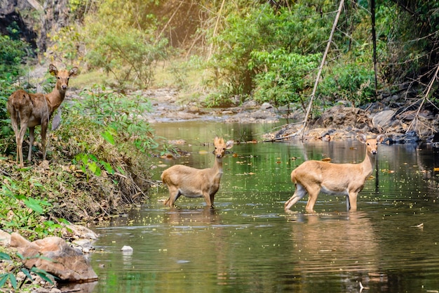 鹿と森に水を歩いている。自然生息地の野生生物