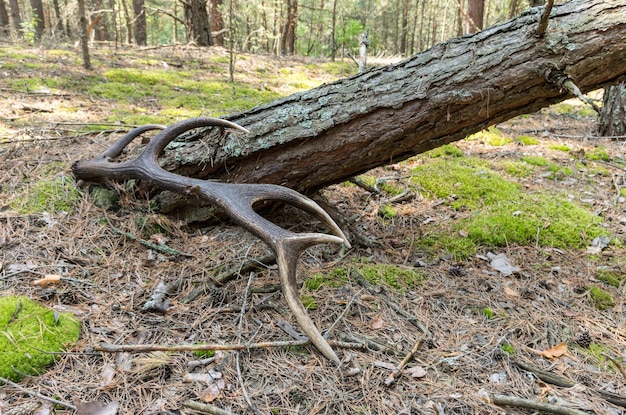 Deer horn in the forest Deer horn near the tree Great horn