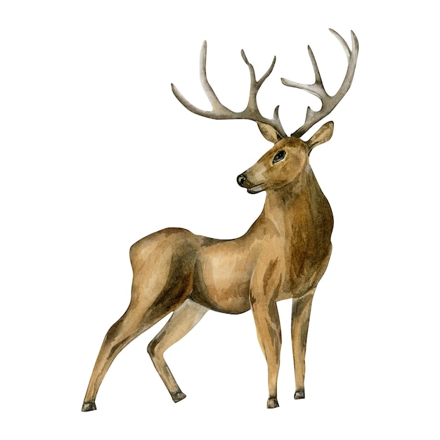 Deer horned animal watercolor illustration isolated on white background