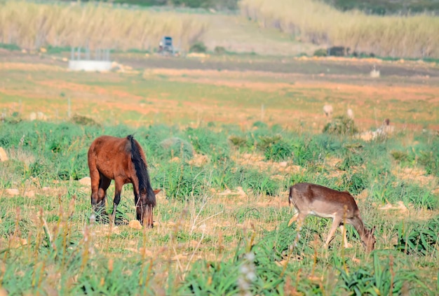 Cervi e cavalli al pascolo in un parco