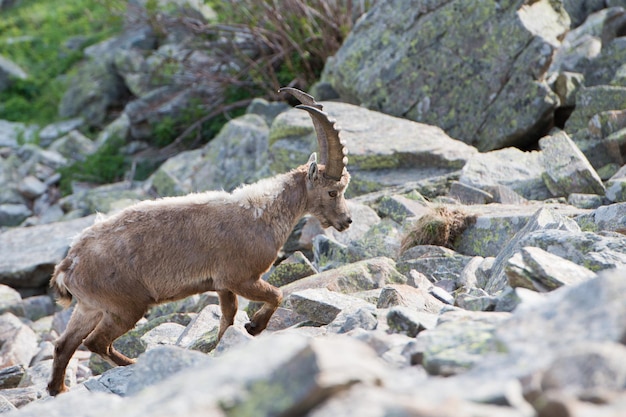 Foto cervo stambecco lungo corno di pecora steinbock