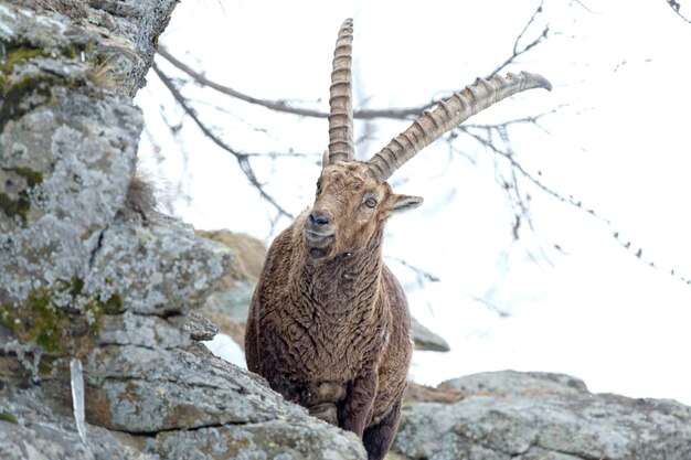 Foto cervo stambecco lungo corno di pecora steinbock