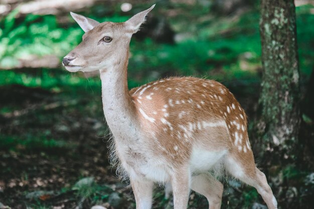 写真 森の鹿