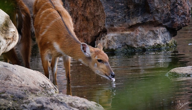 写真 水の中の鹿