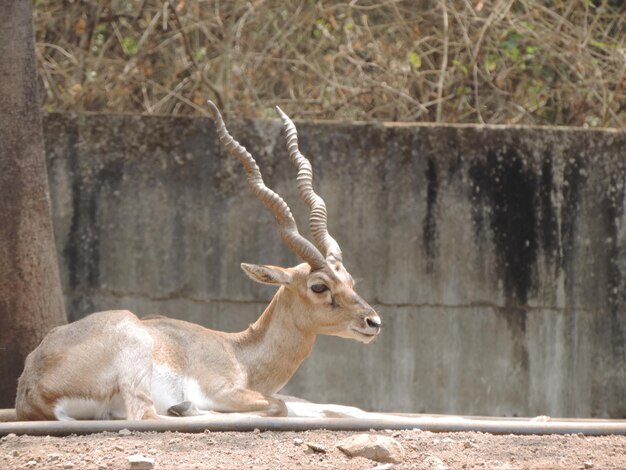 写真 動物園の鹿