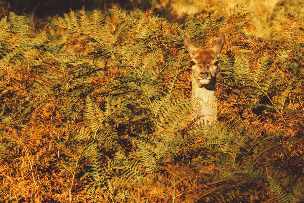 写真 茂みの中の鹿