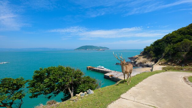 Photo deer on the island is surrounded by sea.