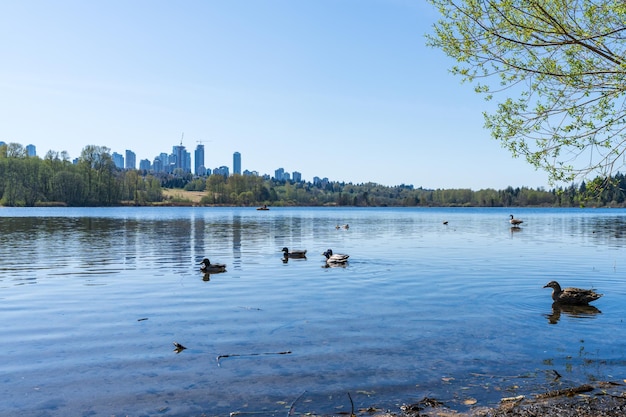 Deer Lake Park lakeshore Metrotown modern buildings skyline in the background Burnaby BC Canada