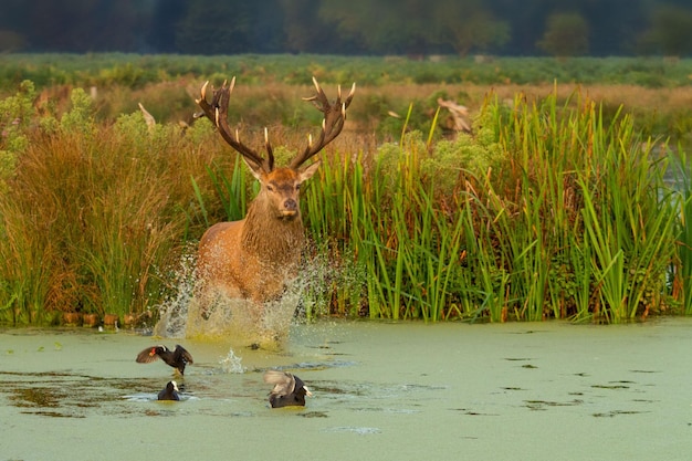 Photo deer in a lake