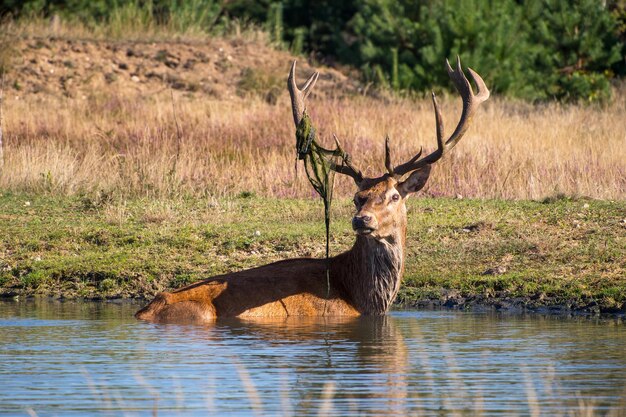 Foto cervi nel lago