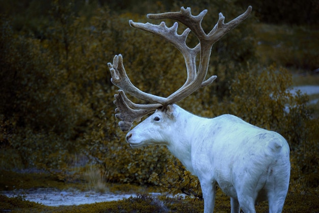 Photo deer on a land