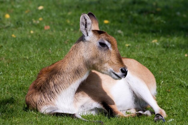 Deer laying down on the grass resting