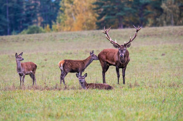 The deer leader and his harem rest in the meadow on an autumn evening