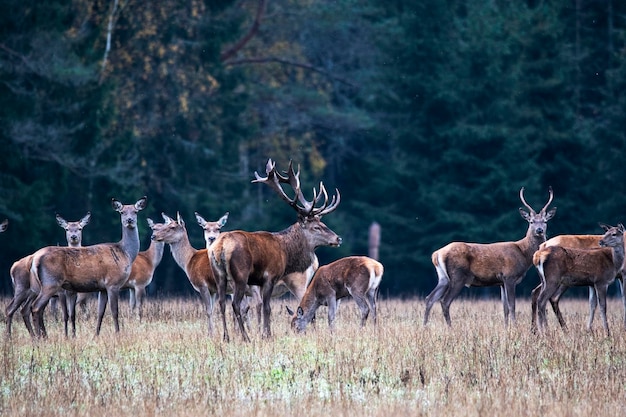 The deer leader protects his herd from rivals Autumn fall rut deer