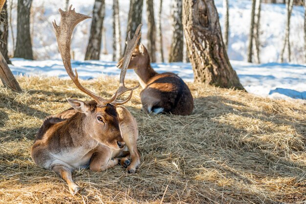 Deer lies resting on dry grass in the forest in a natural habitat spring sunny weather Dama dama a mediumsized deer common in Europe