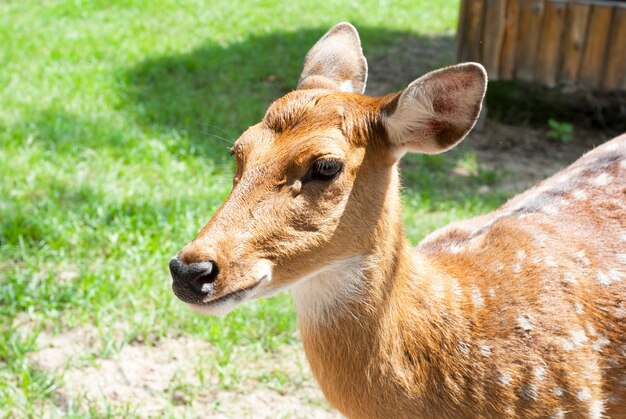 Deer looking for food