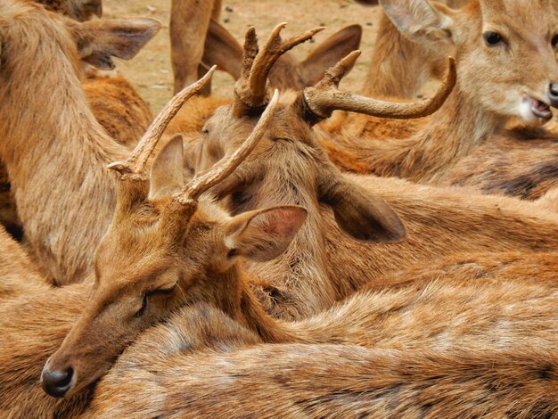 Photo deer lying on field