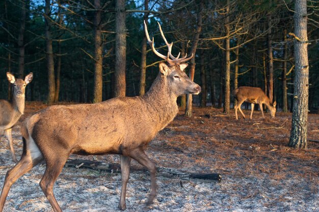 自然公園の大きな角を持つ雄の鹿 野生動物の写真