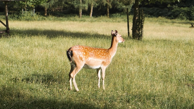 Foto cervi su un prato mentre pascolano la mucca dei cervi mangia rilassata dall'erba