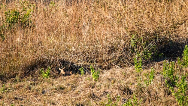 deer in the meadow Wildlife Conservation Area