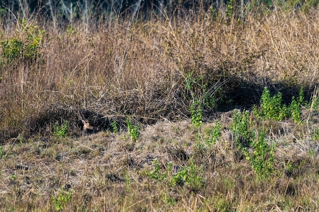 deer in the meadow Wildlife Conservation Area