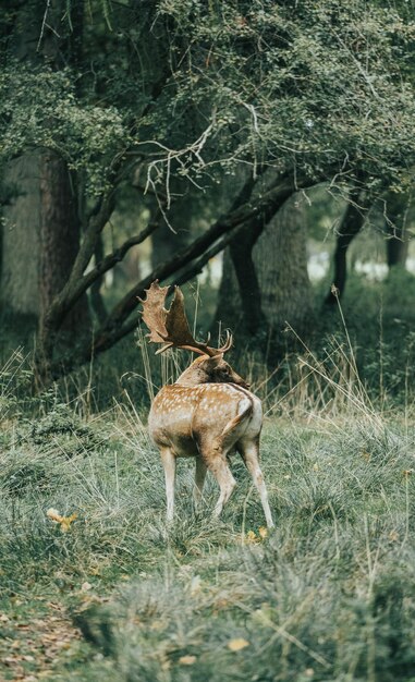 Photo deer in the middle of nature