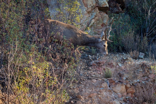 Cervi nel parco nazionale di monfrague, in spagna