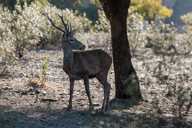 Deer Monfrague National Park Spain