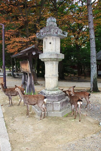 Foto il cervo nel parco di nara in giappone