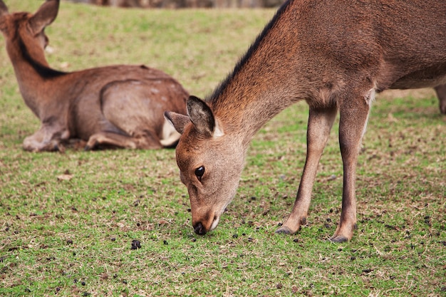 奈良公園の鹿