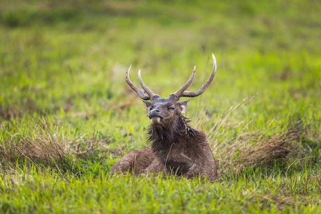 Deer in the Nature at Khao Yai National Park of Thailand 