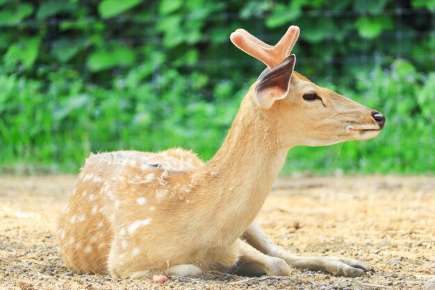 夏の野原の野草原の鹿