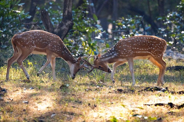 Photo deer in nature